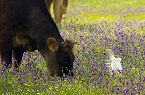 Echium Plantagineum Drucke: Cattle and cattle egret
