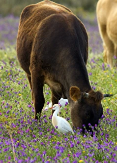 Echium Plantagineum Drucke: Cattle and cattle egrets
