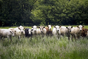 Farm Animals Images Drucke: Cattle in a field