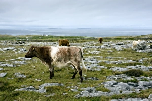 Irish Countryside Drucke: Cattle grazing in Eire