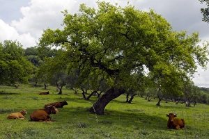 Holm Oak Tree Drucke: Cattle under a holm oak tree
