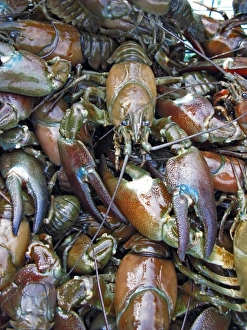 Aquatic Invertebrates Drucke: Caught crayfish