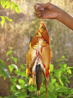 Drucke von Fisch gefangen, Fischer hält eine Fangmengen aus Goldfischen von einer Seile festgehalten und wird im Thailand fotografiert Bilder Datiert 2007 März: Fisch gefangen haben
