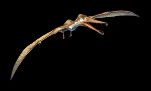 Early Cretaceous Period Drucke: Cearadactylus pterosaur
