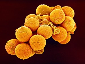 Zedarka Pollen, SEM