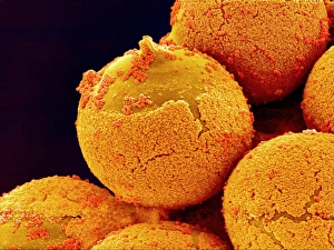 Pollen Grain Morphology Drucke: Cedar pollen, SEM