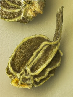 Zitronenmelone