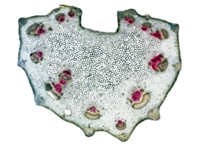 Drucke von Zwiebelstiel. Lichtmikroskopische Abbildung einer Schnittfläche durch einen Stiel aus einem Zwiebelpflocken (Apium graveolens) Bilder Datiert 2010 November: Zwiebelstiel, Lichtmikroskopbild