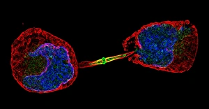 Cell Division Drucke: Cell division