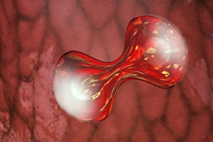 Cell Division Process Drucke: Cell division, conceptual artwork