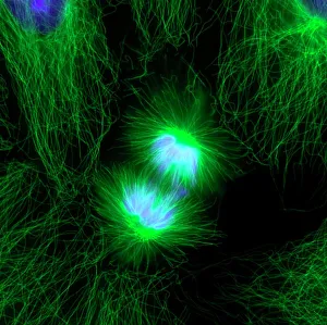 Zellteilung im Fluoreszenzmi mikroskop