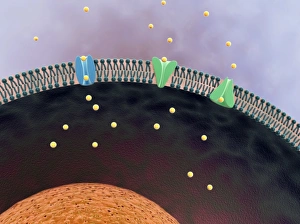 Cell Membrane Structure Drucke: Cell membrane, artwork C013 / 4986