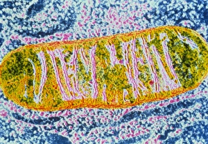 Drucke von Falschfarbener Transmissionselektronenmikroskopbild eines Mitochondrium aus einer unbekannten Zelle Bilder Datiert 2002 Mai: Zellmitochondrium