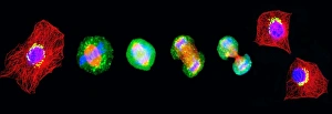 Cell Division Drucke: Cell mitosis