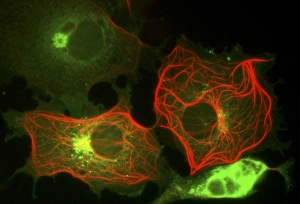 Cell structure, fluorescent micrograph