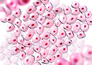 Deoxyribonucleic Acid Drucke: Cells
