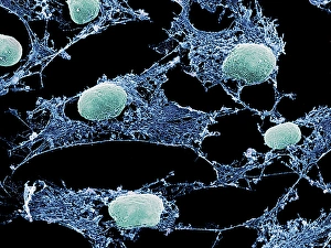 Drucke von Zellzytoskelett. Farbiger Rastersondenmikroskopbild (SEM) des Zytoskeletts (blau) und der Kernen (grün) von kultivierten Zellen Bilder Datiert 2005 Juni: Zellen, SEM