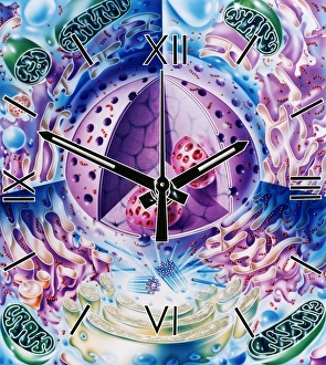 Drucke von Zellulärer Uhren. Konzeptuelles Kunstwerk aus einer Uhr und den internen Strukturen (Organelle) eines Tierzellen Bilder Datiert 2003 Oktober: Zellulär-Uhr