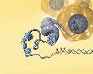 Double Helix Model Drucke: Cellular packaging of DNA, artwork