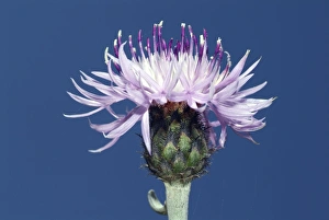 Wildflower Images Drucke: Centaurea cineraria subsp. circae