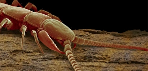 Drucke von Gartenkäfermücke (SEM-Foto des Kopf und oberen Körpers). Die Körper der Gartenkäfermücken sind in Segmente unterteilt, jedes enthält eine Paar Beine Bilder Datiert 2004 Juli: Zehnkäfer, SEM