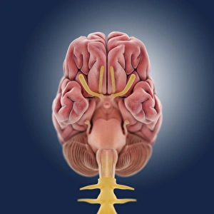Brainstem Control Functions Drucke: Central nervous system, artwork