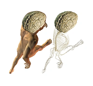 Central Nervous System Drucke: Central and peripheral nerves, artwork