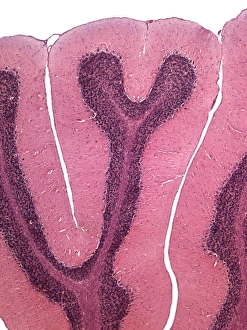 Cerebellum Micrograph Drucke: Cerebellum, light micrograph