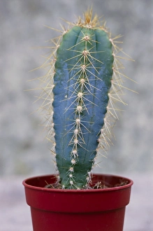Desert Plant Drucke: Cereus cactus (Cereus validus)