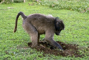 De Hoop Nature Reserve Drucke: Chacma baboon digging