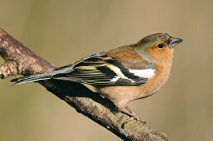 Chaffinch Bird Drucke: Chaffinch