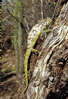 Camouflage Animal Drucke: Chameleon