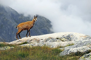 European Mountain Goats Drucke: Chamois C014 / 3040