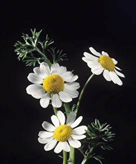 Chamomile Flowers Drucke: Chamomile flowers