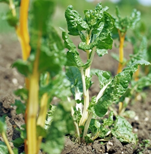 Garden Plants Drucke: Chard plant