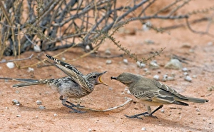 Bird Feeding Chick Drucke: Chat flycatcher feeding its chick