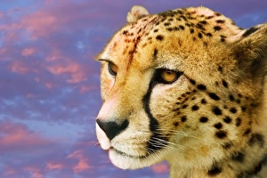 Drucke von Cheetah (Acinonyx jubatus) Kopf. Dies ist die schnellste aller Landtiere Bilder Datiert 2006 Dezember: Cheetah