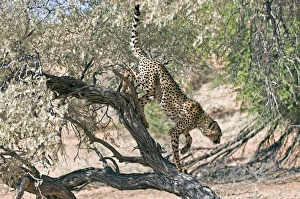 Drucke von Der Cheetah (Acynonix jubatus) klettert von einem Baum ab. Dieser große Katze hängt auf Geschwindigkeit und Stille um sein Beute zu fangen Bilder Datiert 2009 September: Löwe aus einem Baum klettern