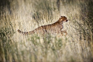 Fastest Land Animal Drucke: Cheetah in grass