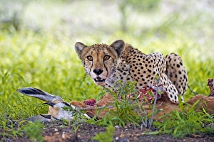 Big Cat Hunting Behavior Drucke: Cheetah with a kill C014 / 0909