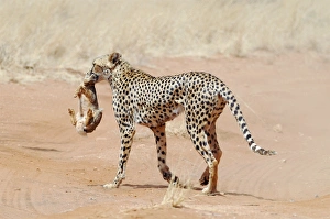 Drucke von Cheetah mit Hase. Cheetahs (Acinonyx jubatus) verlassen sich auf Tarnung und Geschwindigkeit um Beute zu jagen Bilder Datiert 2010 Juni: Cheetah mit Hasen