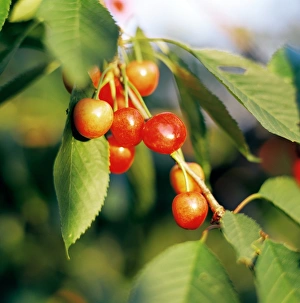 Cherry Fruit Drucke: Cherries