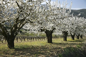 White Cherry Blossoms Drucke: Cherry orchard
