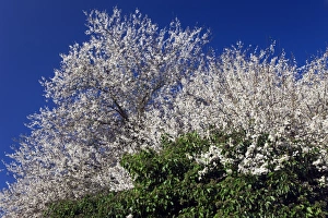 Cherry Tree In Bloom Drucke: Cherry tree (Prunus sp. )