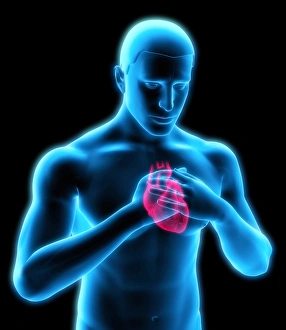 Human Heart Anatomy Drucke: Chest pains