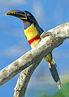 Fruit Eating Birds Drucke: Chestnut-eared aracari
