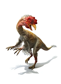 Dinosaur Artwork Drucke: Chicken dinosaur, artwork
