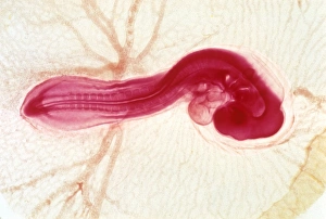 Chicken Embryo Development Drucke: Chicken embryo