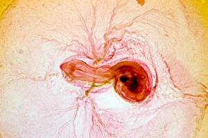 Hühnereiembryo, Lichtmikroskopbild