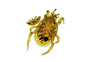 Light Micrograph Drucke: Chicken mite, light micrograph